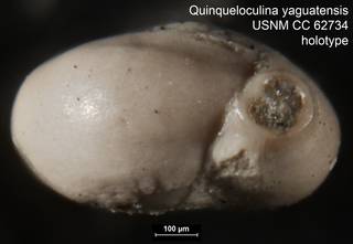 To NMNH Paleobiology Collection (Quinqueloculina yaguatensis USNM CC 62734 holotype ap)