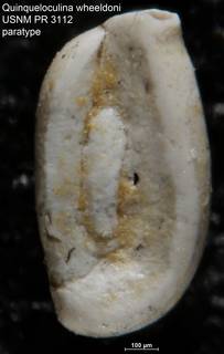 To NMNH Paleobiology Collection (Quinqueloculina wheeldoni USNM PR 3112 paratype)