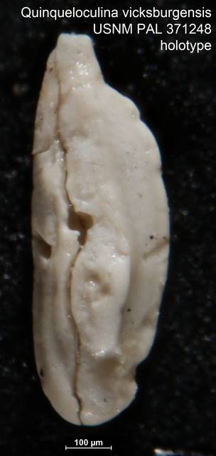 To NMNH Paleobiology Collection (Quinqueloculina vicksburgensis USNM PAL 371248 holotype)