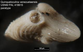 To NMNH Paleobiology Collection (Quinqueloculina venezuelaensis USNM PAL 418615 paratype ap)