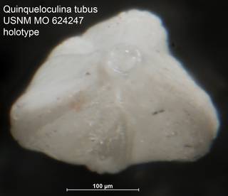 To NMNH Paleobiology Collection (Quinqueloculina tubus USNM MO 624247 holotype ap)