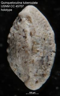 To NMNH Paleobiology Collection (Quinqueloculina tuberculata USNM CC 45707 holo 1)
