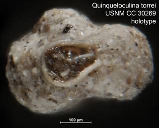 To NMNH Paleobiology Collection (Quinqueloculina torrei USNM CC 30269 holotype ap)