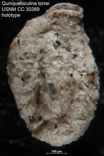 To NMNH Paleobiology Collection (Quinqueloculina torrei USNM CC 30269 holotype)
