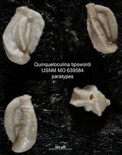 To NMNH Paleobiology Collection (Quinqueloculina tipswordi USNM MO 639584 paratypes)