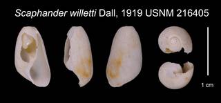 To NMNH Extant Collection (Scaphander willetti Dall, 1919 USNM 216405)
