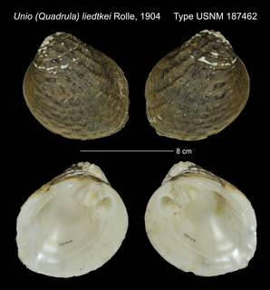 To NMNH Extant Collection (Unio (Quadrula) liedtkei Rolle, 1904 USNM 187462)