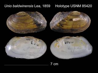 To NMNH Extant Collection (Unio baldwinensis Lea, 1859 USNM 85420)