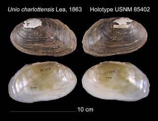 To NMNH Extant Collection (Unio charlottensis Lea, 1863 USNM 85402)