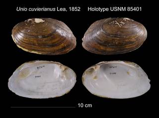 To NMNH Extant Collection (Unio cuvierianus Lea, 1852 USNM 85401)