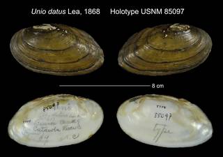 To NMNH Extant Collection (Unio datus Lea, 1868 USNM 85097)