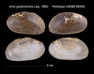 To NMNH Extant Collection (Unio gastonensis Lea, 1863 USNM 85409)