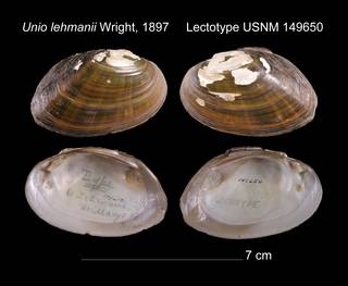 To NMNH Extant Collection (Unio lehmanii Wright, 1897 USNM 149650)