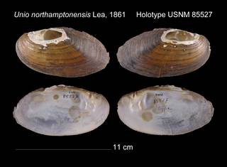 To NMNH Extant Collection (Unio northamptonensis Lea, 1861 USNM 85527)