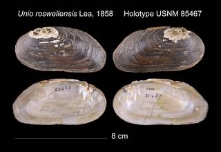 To NMNH Extant Collection (Unio roswellensis Lea, 1858 USNM 85467)