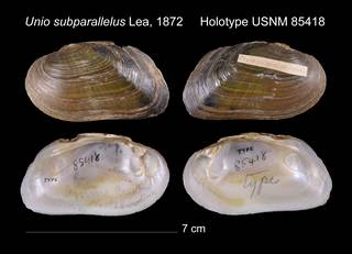To NMNH Extant Collection (Unio subparallelus Lea, 1872 USNM 85418)