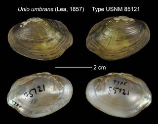 To NMNH Extant Collection (Unio umbrans Lea, 1857 USNM 85121)