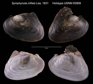 To NMNH Extant Collection (Symphynota inflata Holotype USNM 83909)