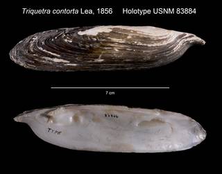 To NMNH Extant Collection (Triquetra contorta Holotype USNM 83884)