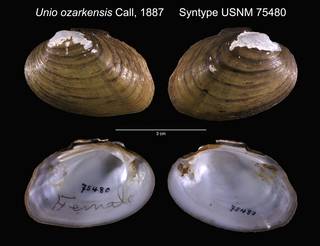 To NMNH Extant Collection (Unio ozarkensis Syntype USNM 75480)