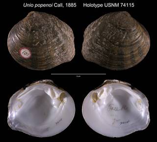 To NMNH Extant Collection (Unio popenoi Holotype USNM 74115)