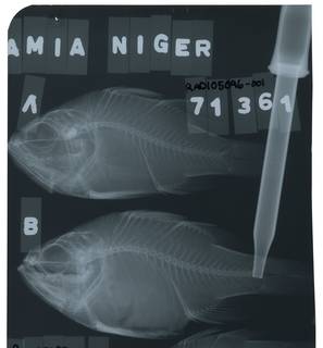 To NMNH Extant Collection (Apogonichthyoides niger RAD105096-001)