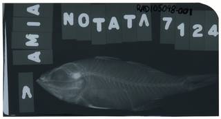 To NMNH Extant Collection (Ostorhinchus notatus RAD105098-001)