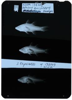 To NMNH Extant Collection (Apogon anisolepis RAD105152-001)