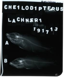 To NMNH Extant Collection (Cheilodipterus lachneri RAD105439-001)