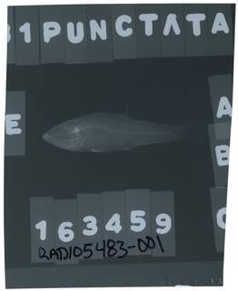 To NMNH Extant Collection (Cheilodipterus bipunctatus RAD105483-001)