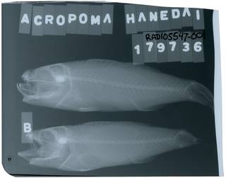 To NMNH Extant Collection (Acropoma hanedai RAD105547-001)