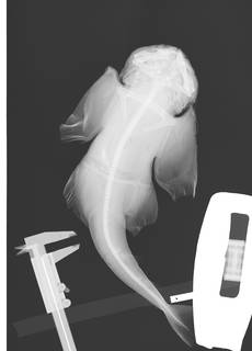 To NMNH Extant Collection (Squatina dumeril USNM 118461 radiograph)