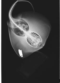 To NMNH Extant Collection (Urotrygon chilensis USNM 131021 radiograph dorsal view)
