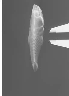 To NMNH Extant Collection (Anchoviella analis USNM 131168 Holotype radiograph)