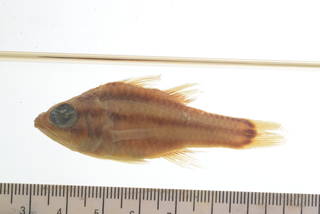 To NMNH Extant Collection (Apogon nigrofasciatus USNM 142230 Type photograph)