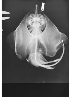 To NMNH Extant Collection (Okamejei hollandi USNM 148374 radiograph)