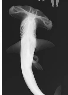 To NMNH Extant Collection (Sphyrna tudes USNM 159197 radiograph)