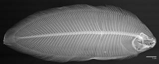 To NMNH Extant Collection (Phyllichthys sclerolepis USNM 174031 radiograph)
