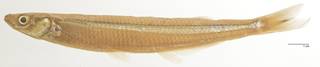 To NMNH Extant Collection (Leuresthes sardina USNM 177811 photograph lateral view)