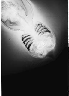 To NMNH Extant Collection (Pteroplatytrygon violacea USNM 201945 radiograph dorsal view)