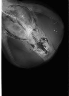 To NMNH Extant Collection (Torpedo nobiliana USNM 205358 radiograph dorsal view anterior)