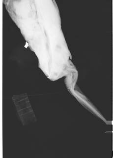 To NMNH Extant Collection (Rhinochimaera atlantica USNM 205395 radiograph lateral view anterior)