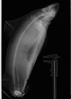 To NMNH Extant Collection (Oxynotus centrina USNM 206065 radiograph lateral view anterior)