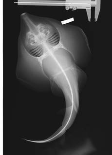 To NMNH Extant Collection (Zapteryx xyster USNM 206992 radiograph)