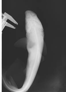 To NMNH Extant Collection (Galeorhinus galeus USNM 221222 radiograph)