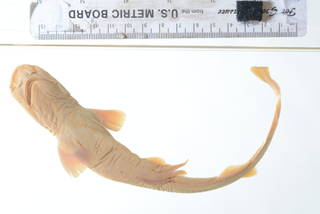 To NMNH Extant Collection (Halaelurus hispidus USNM 221384 photograph ventral view adult male)