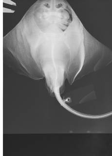 To NMNH Extant Collection (Cruriraja rugosa USNM 222279 radiograph)