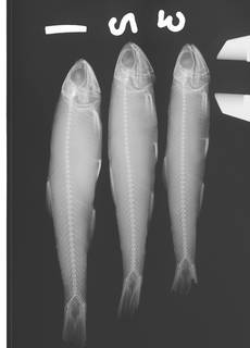 To NMNH Extant Collection (Anchoviella brevirostris USNM 227043 radiograph)