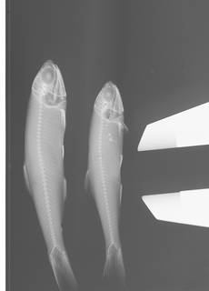To NMNH Extant Collection (Anchoviella lepidentostole USNM 227282 radiograph)