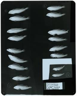 To NMNH Extant Collection (Malacoctenus triangulatus RAD109280-001)